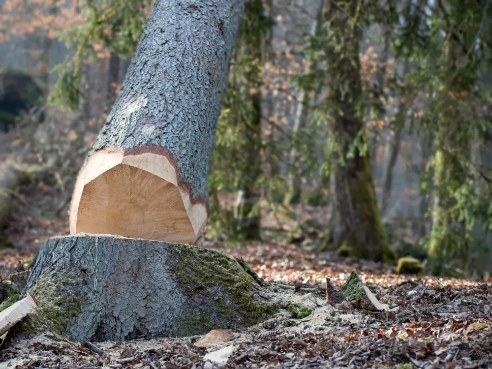 Abattage à Beuzeville